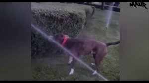 Смешные видео с КОШКАМИ🐱 и СОБАКАМИ🐶