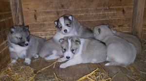 О лайках и щенках