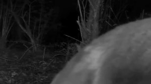 Фото ловушка медведь