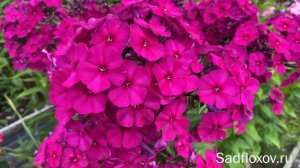 Бархатный флокс Болеро, моей селекции