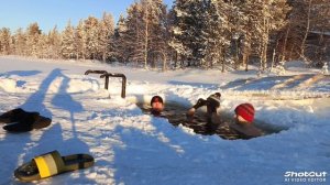 моржи Муравленко