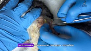 Еще совсем маленький Кукусик, но какой тяжелый путь к выздоровлению