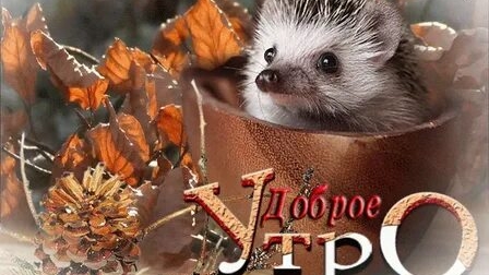 Утро доброе. Музыкальная открытка.