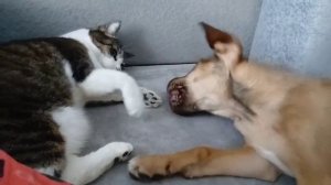 Кошки против собак-2