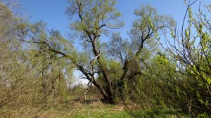 Кусты, деревья, апрель...