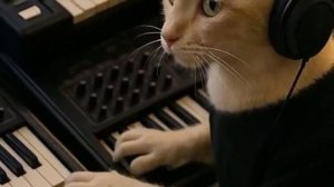 Black Mewtal - Stay Here Please Live at ROCK meow RING