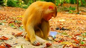 Падение макашонка: что ему предшествовало  и чем оно закончилось?  100041852.mp4