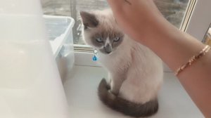 ВЛОГ 33. Едем к ветеринару, заказ в Магнит. Куда делась зима?