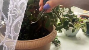 Любимая бабушка