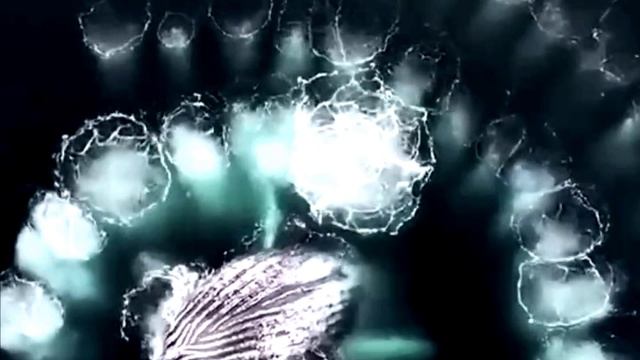 2 кита выписывают спирали в водах Антарктиды