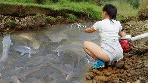 Охота на дикую рыбу. Традиционная рыбалка сетями и техника осушения пруда. Жизнь во Вьетнаме
