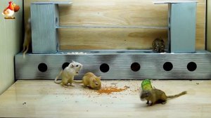 Видео для кошек про крысок развлекать питомцев 🐭🐀😂 (382)