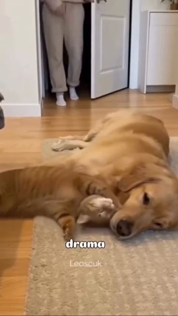 Прикол с животными хитрый кот