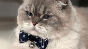 ПОРОДА КОШЕК: Коты и Кошки в необычных образах: от фараонов до модниц.