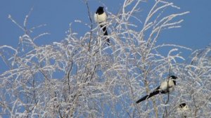 О чём кричит сорока