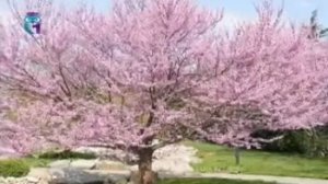 Иудино дерево (Багряник)