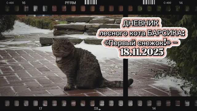 ДНЕВНИК лесного кота Барсика: «Первый снежок!»  - 18 ноября 2025 года
