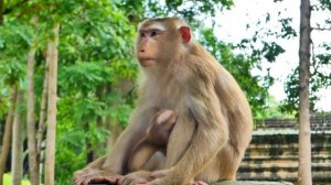 Сегодня макака Либби сосредоточена на кормлении и уходе за своими детьми 1000041765.mp4