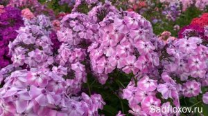 Розово-сиреневый флокс Грозовой Рассвет, моей селекции