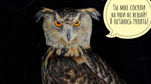 Сову Ёль накрыло ледяным дождём, а она на качельках качается и под крышу не хочет