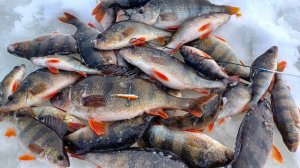 Поездка на рыбалка через снега Сибири. Зимняя рыбалка, ловля окуня.