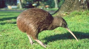 делай чудеса из бумаги