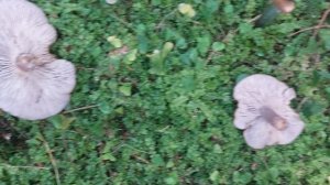 Грибы в ноябре.