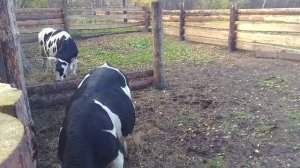 Бычок малыш с майкой