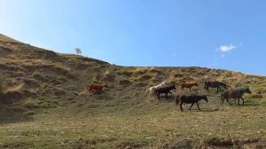 Кони. Дагестан.
#кони #дагестан #горы