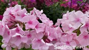 Старинный флокс Цвет Яблони в моем саду