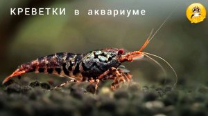 Креветки прижились.