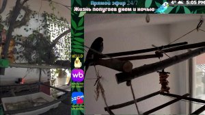 Волнистые попугаи 🦜🦜🦜 | авиарий на балконе📍