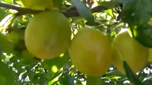 Поздняя посадка ЖЁЛТЫХ СЛИВ!