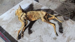 Что случилось с полами в квартире? Полное вскрытие, как обычно. помогло.