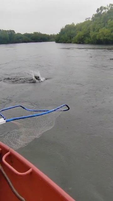 Серуня достает чавычу