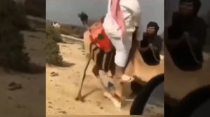 Видео от МЯУтаверс – как метавселенная, но с котами