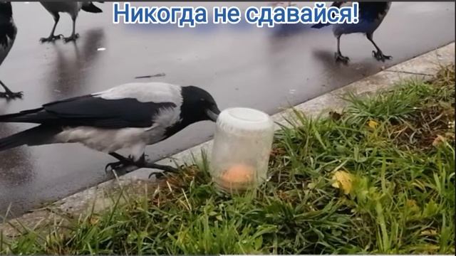 Ворона пытается открыть крышку в банке.Одна работает, а семеро наблюдают😂