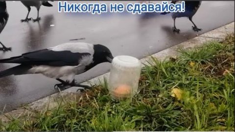 Ворона пытается открыть крышку в банке.Одна работает, а семеро наблюдают😂