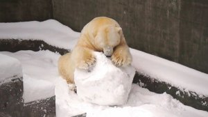 Медведь Кай радуется белому, пушистому снегу и играет со своим большим шаром.