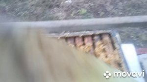 осыпь клеща через неделю. принял решение - зимовать!