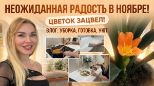 День уюта, готовки и жизни. Борщ, муж худеет, новогодний декор