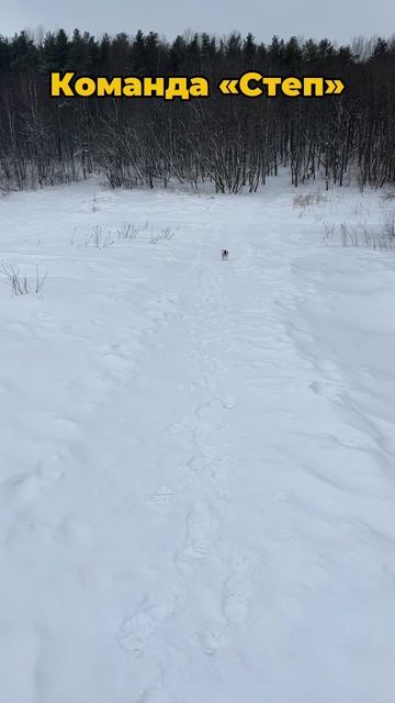 Команда «Степ» смотреть онлайн