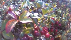 Брусничные сопки