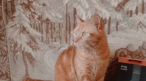 Тревожная Реакция кота на пролетающих птиц Огромную Чайку и Ворону