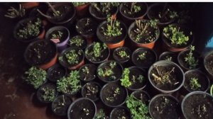 Маточники хризантемы перенесли в подвал. Сезон закончен.