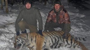 Несколько агрессивных тигров отловили в Хабаровском крае
