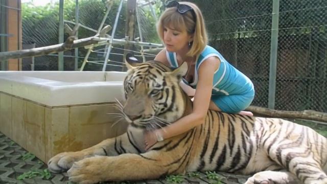 Девушка целует тигра!