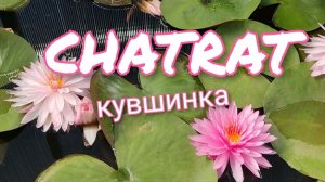 Кувшинка (нимфея) Чатрат.   Water lily (Nymphaea) Chatrat