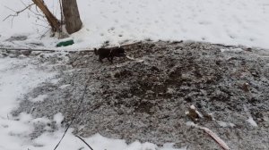 На прогулке Тишка.