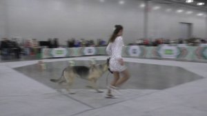 Русская Легенда Огненная Птица